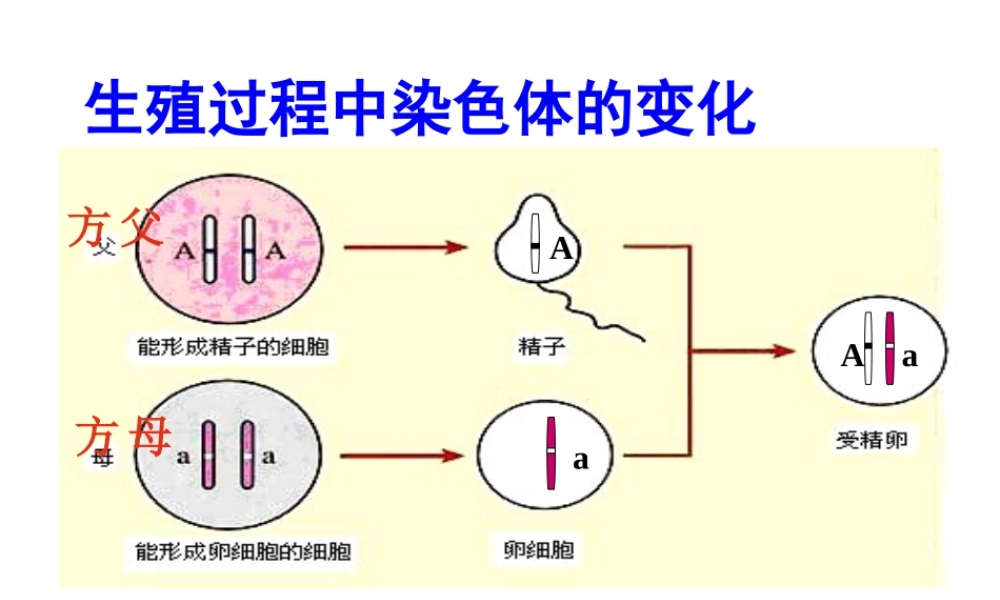 八年级生物下册 第二章 第3节 基因的显性和隐性课件 新人教版