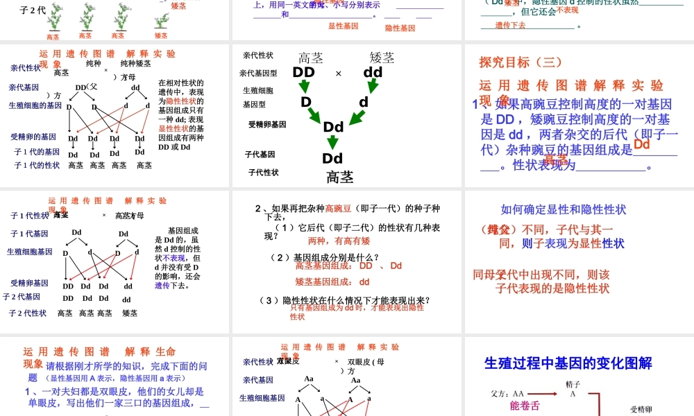 八年级生物下册 第二章 第3节 基因的显性和隐性课件 新人教版