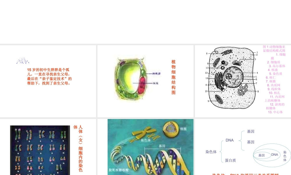八年级生物下册 第二章 第二节 基因在亲子代间的传递课件 新人教版