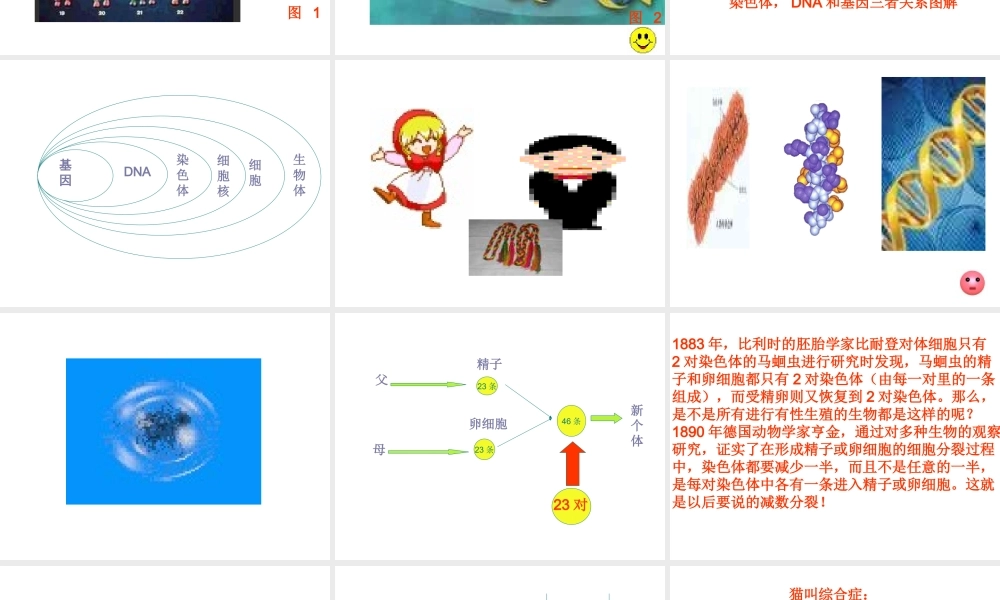 八年级生物下册 第二章 第二节 基因在亲子代间的传递课件 新人教版