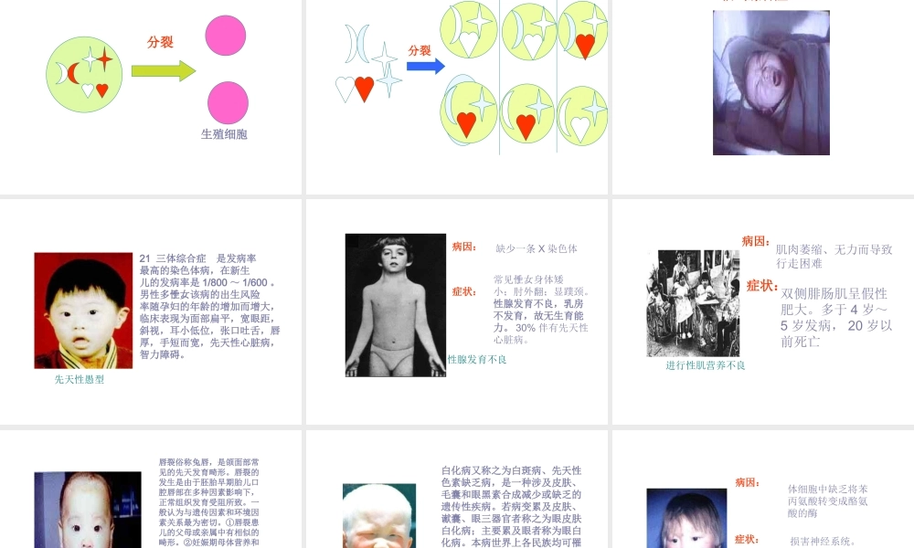 八年级生物下册 第二章 第二节 基因在亲子代间的传递课件 新人教版