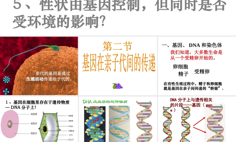 八年级生物下册 第二章 第二节 基因在亲子代间的传递课件1 新人教版