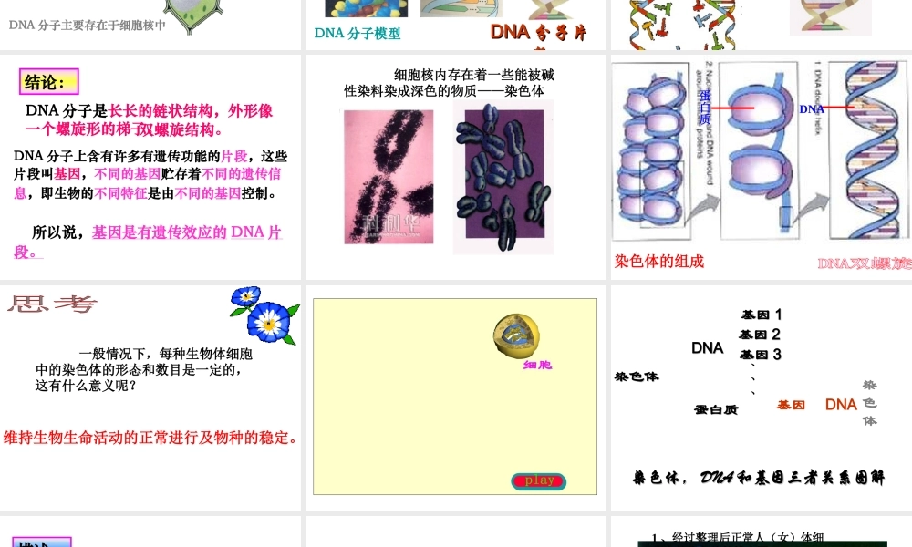 八年级生物下册 第二章 第二节 基因在亲子代间的传递课件1 新人教版