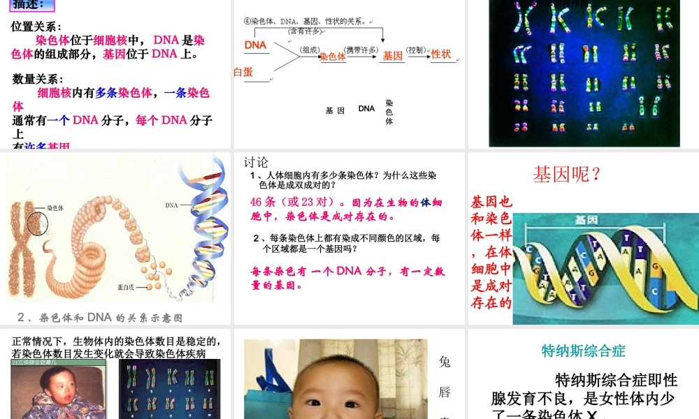 八年级生物下册 第二章 第二节 基因在亲子代间的传递课件1 新人教版
