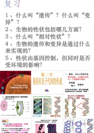 八年级生物下册 第二章 第二节 基因在亲子代间的传递课件1 新人教版