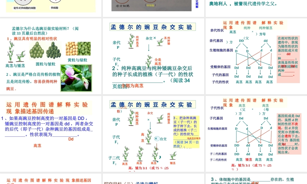 八年级生物下册 第二章 第三节 基因的显性和隐性课件 新人教版-新人教版初中八年级下册生物课件