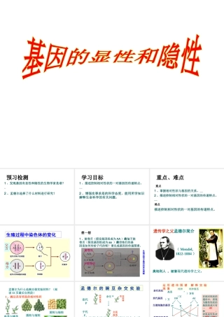 八年级生物下册 第二章 第三节 基因的显性和隐性课件 新人教版-新人教版初中八年级下册生物课件