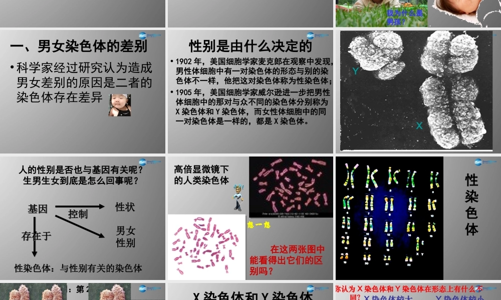 八年级生物下册 第二章 第四节 人的性别遗传课件 新人教版
