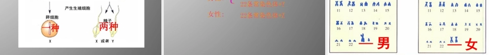 八年级生物下册 第二章 第四节 人的性别遗传课件 新人教版