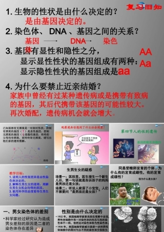 八年级生物下册 第二章 第四节 人的性别遗传课件 新人教版
