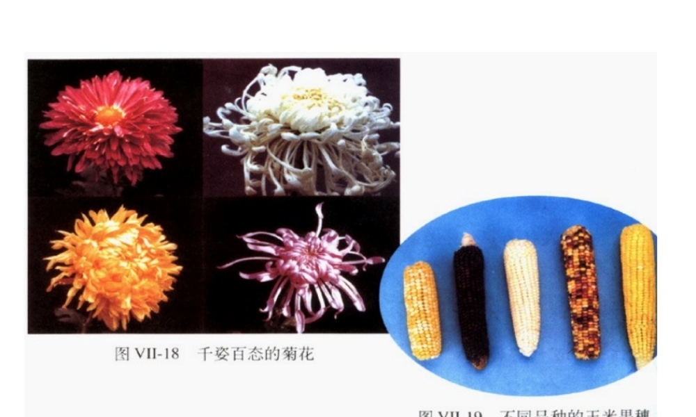 八年级生物下册 第二章 生物的遗传和变异复习课件 冀教版