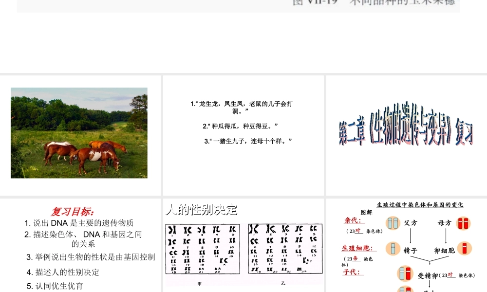八年级生物下册 第二章 生物的遗传和变异复习课件 冀教版