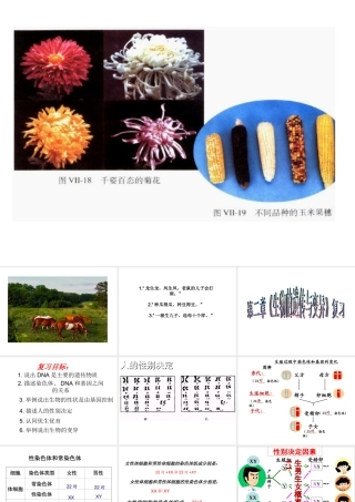 八年级生物下册 第二章 生物的遗传和变异复习课件 冀教版