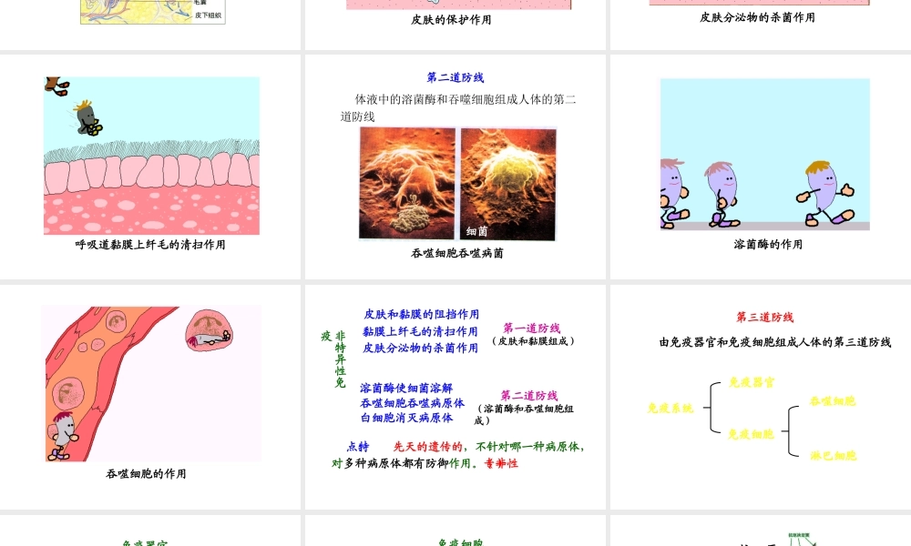 八年级生物下册 第二十五章 第3节《免疫》课件 （新版）苏教版