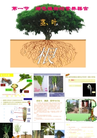 八年级科学上册 第六章 植物的新陈代谢 1.绿色植物的营养器官 课件华东师大版