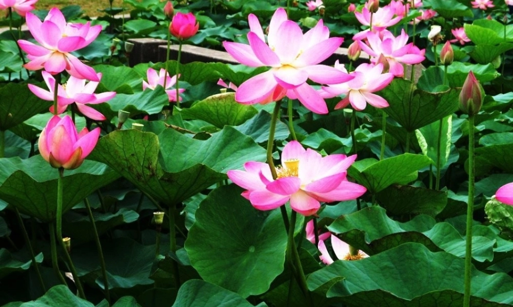 八年级科学上册 第六章 植物的新陈代谢 1.绿色植物的营养器官课件 华师大版