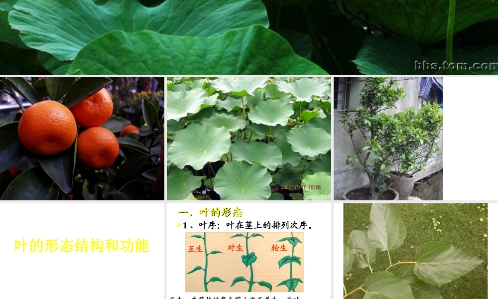 八年级科学上册 第六章 植物的新陈代谢 1.绿色植物的营养器官课件 华师大版