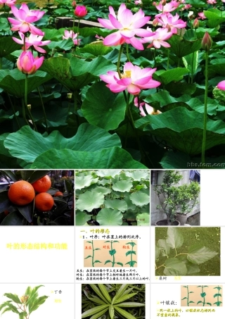 八年级科学上册 第六章 植物的新陈代谢 1.绿色植物的营养器官课件 华师大版