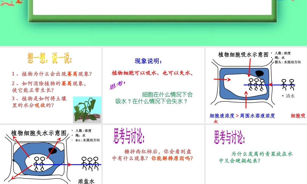 八年级科学上册 第六章 植物的新陈代谢 2.植物对水的吸收、运输利用和散失课件 (1) 华师大版