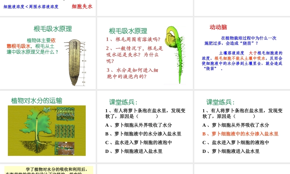 八年级科学上册 第六章 植物的新陈代谢 2.植物对水的吸收、运输利用和散失课件 (1) 华师大版