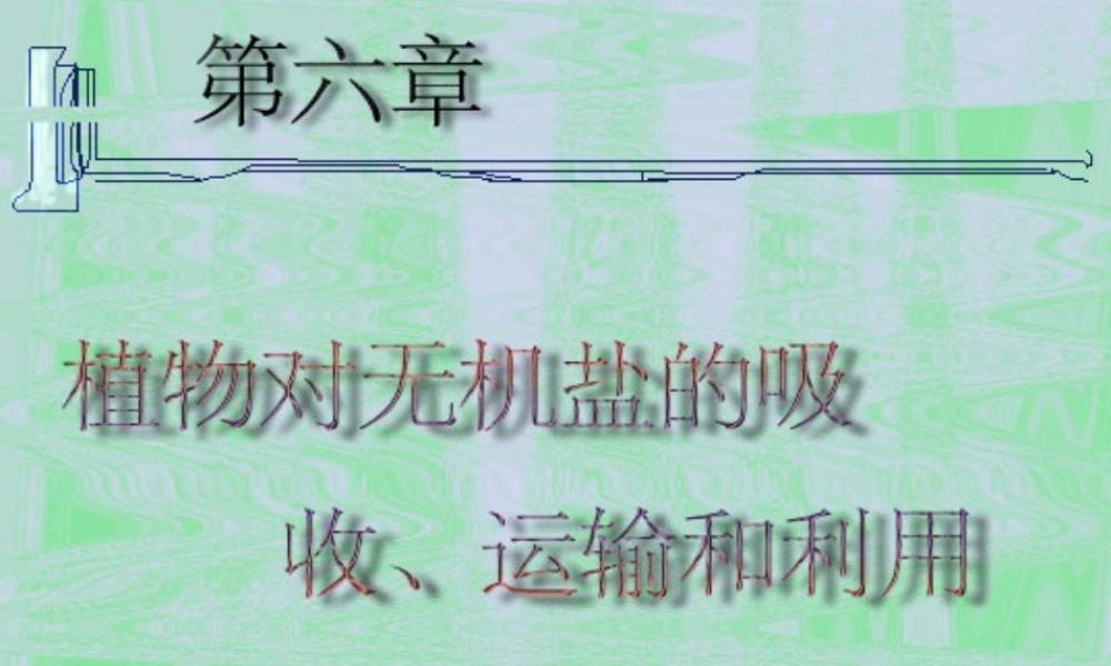 八年级科学上册 第六章 植物的新陈代谢 3.植物对无机盐的吸收、运输和利用课件 华师大版