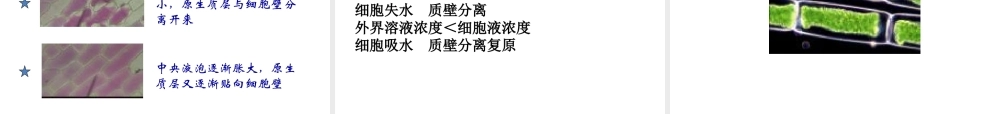 八年级科学上册 第六章 植物的新陈代谢课件 华师大版