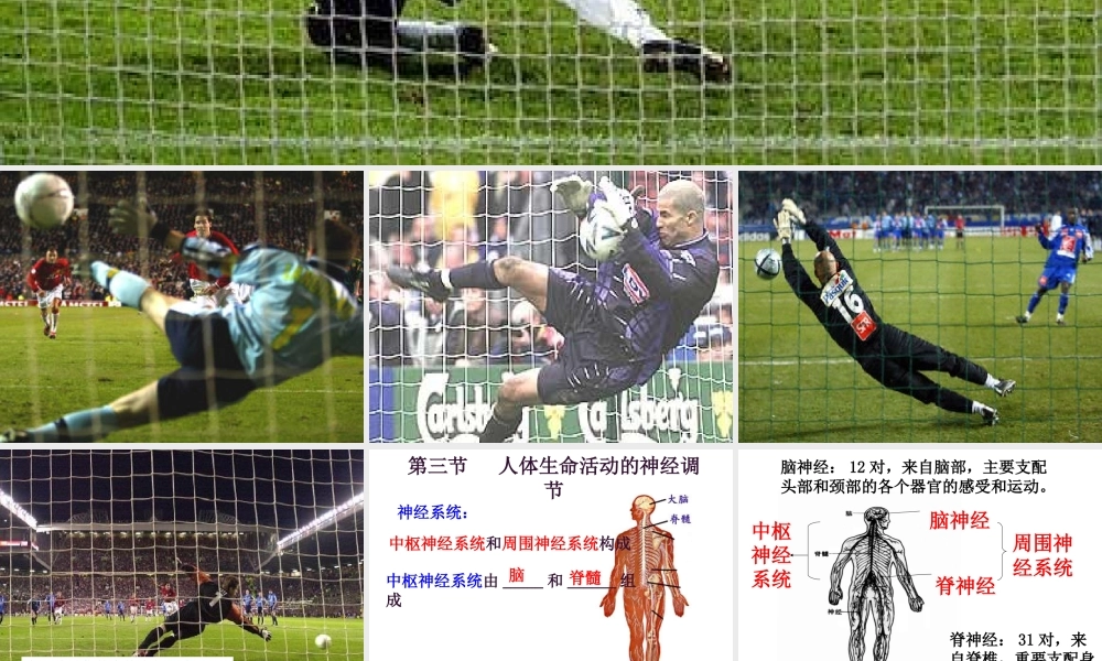 八年级科学上册 第六章第四节人体生命活动的激素调节2课件 华东师大版