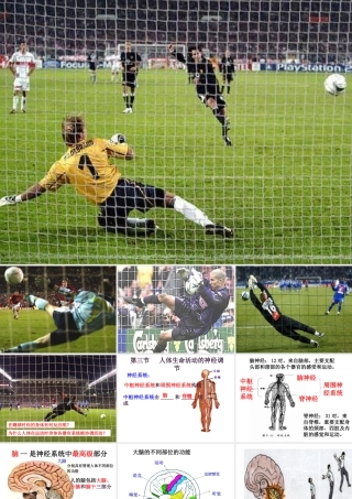 八年级科学上册 第六章第四节人体生命活动的激素调节2课件 华东师大版