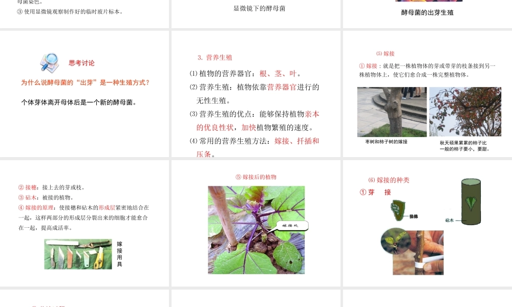 八年级生物下册 第二十一章 第1节《生物的无性生殖》课件 （新版）苏教版