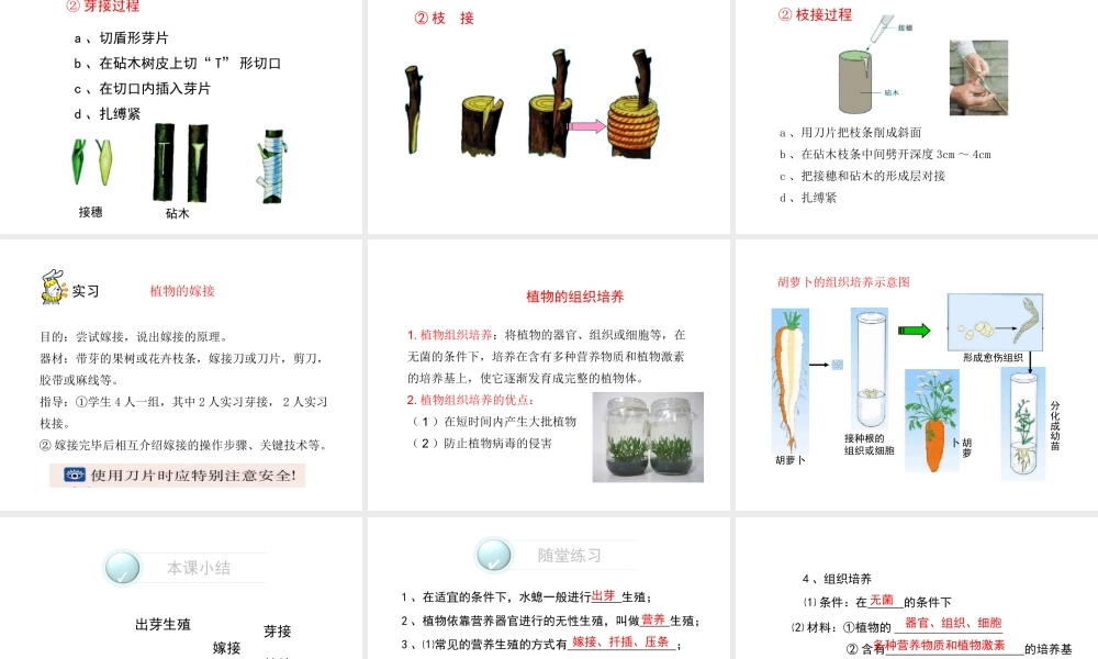 八年级生物下册 第二十一章 第1节《生物的无性生殖》课件 （新版）苏教版