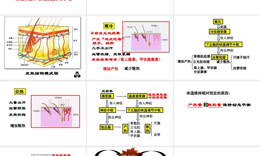 八年级科学上册 第六章第五节人体是一个统一的整体课件 华东师大版