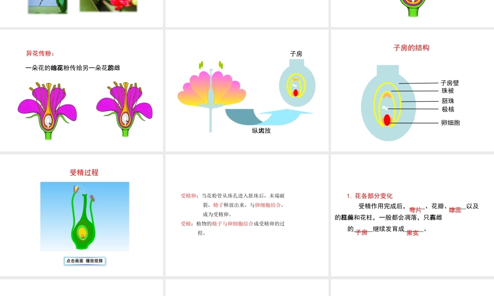 八年级生物下册 第二十一章 第2节《植物的有性生殖》课件 （新版）苏教版