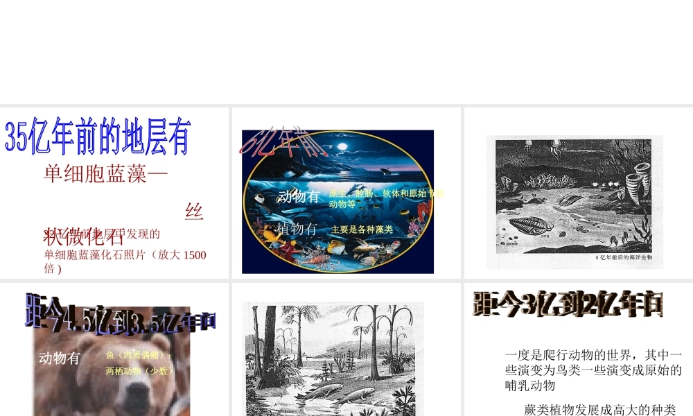 八年级生物下册 第24章第2节《生物进化的历程》课件 苏教版