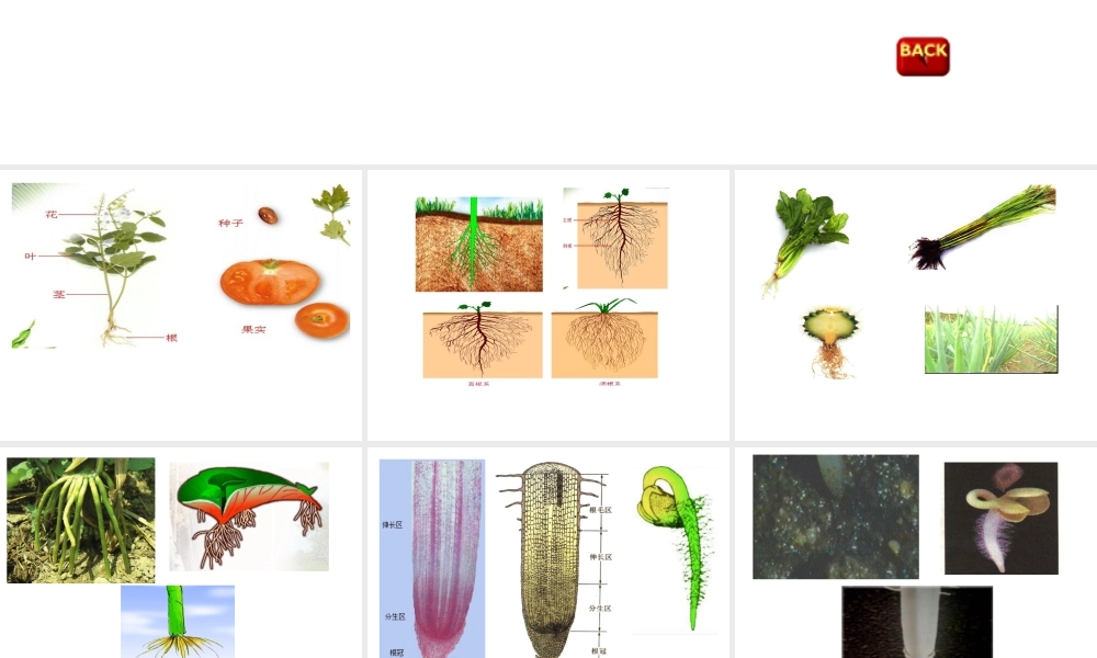 八年级科学上册 第六章第一节绿色植物的营养器官课件 华东师大版