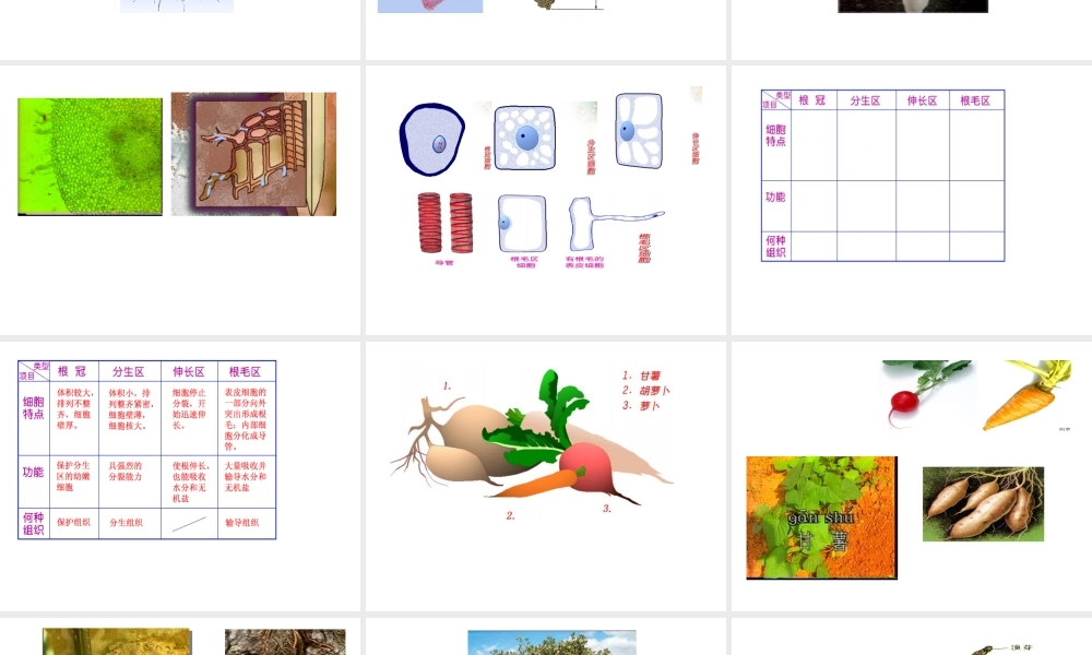 八年级科学上册 第六章第一节绿色植物的营养器官课件 华东师大版