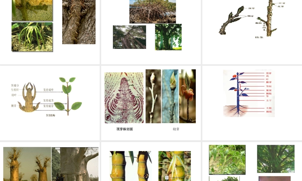 八年级科学上册 第六章第一节绿色植物的营养器官课件 华东师大版