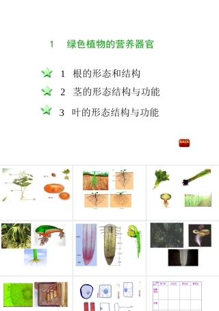 八年级科学上册 第六章第一节绿色植物的营养器官课件 华东师大版