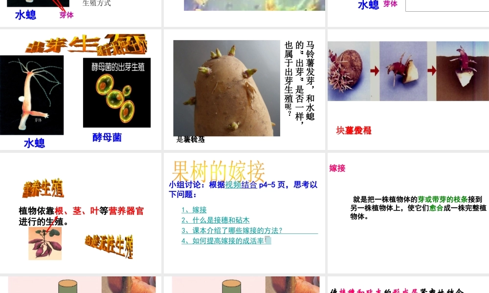 八年级生物下册 第二十一章 第一节 生物的无性生殖课件 苏教版-苏教级下册生物课件