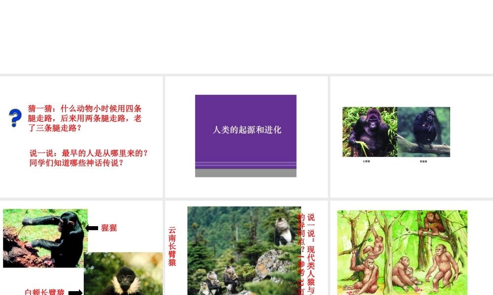 八年级生物下册 第24章第4节《人类的起源和进化》课件 苏教版