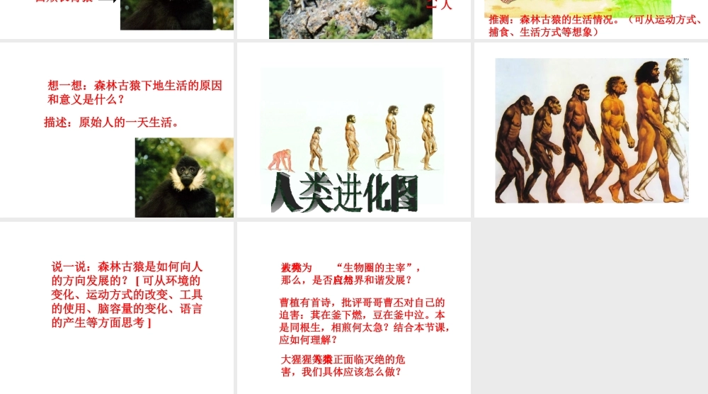 八年级生物下册 第24章第4节《人类的起源和进化》课件 苏教版