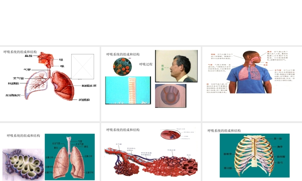 八年级科学上册 第七章第二节人体的呼吸课件 华东师大版