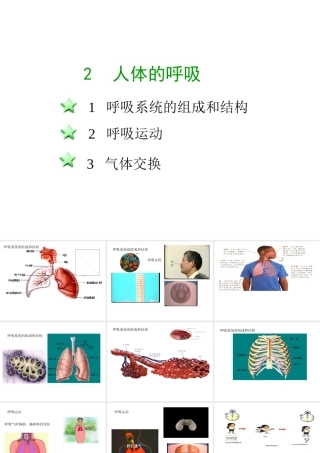 八年级科学上册 第七章第二节人体的呼吸课件 华东师大版