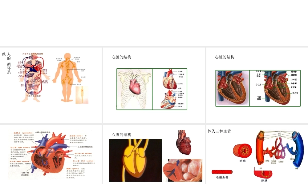 八年级科学上册 第七章第三节人体内的物质运输课件 华东师大版