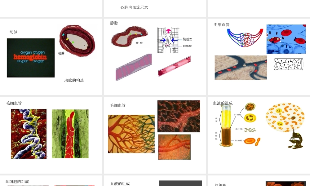 八年级科学上册 第七章第三节人体内的物质运输课件 华东师大版