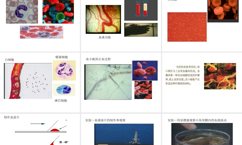 八年级科学上册 第七章第三节人体内的物质运输课件 华东师大版