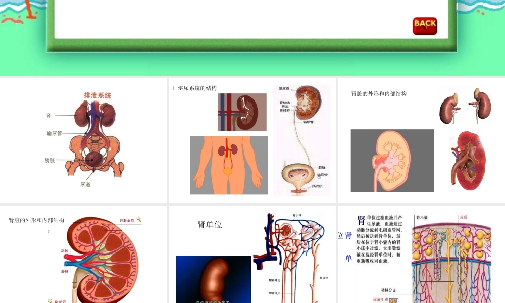 八年级科学上册 第七章第四节人体的排泄课件 华东师大版