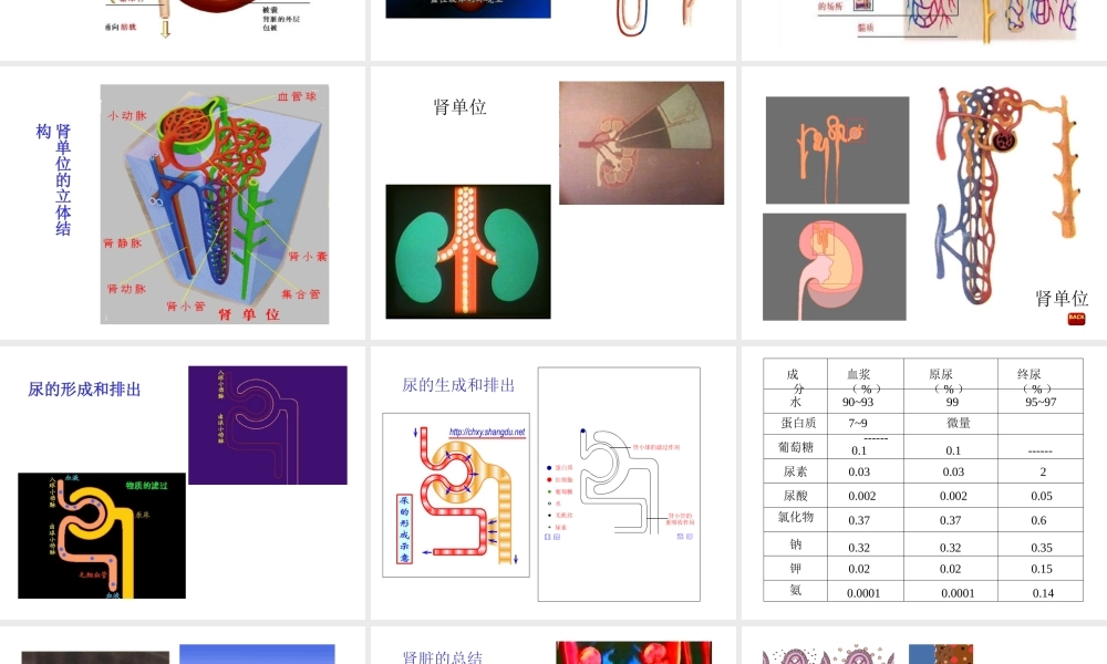 八年级科学上册 第七章第四节人体的排泄课件 华东师大版