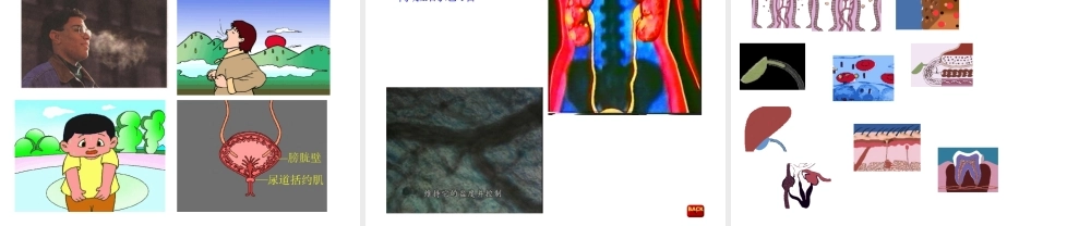 八年级科学上册 第七章第四节人体的排泄课件 华东师大版