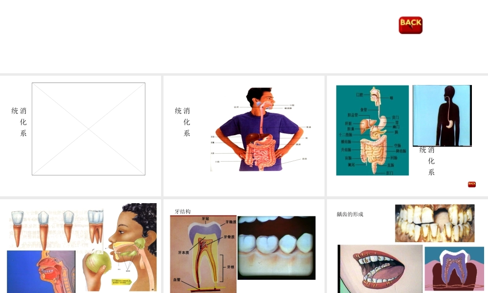 八年级科学上册 第七章第一节食物的消化和吸收课件 华东师大版