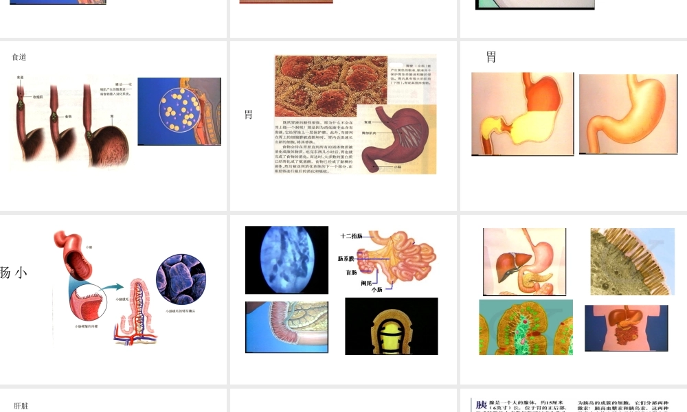 八年级科学上册 第七章第一节食物的消化和吸收课件 华东师大版